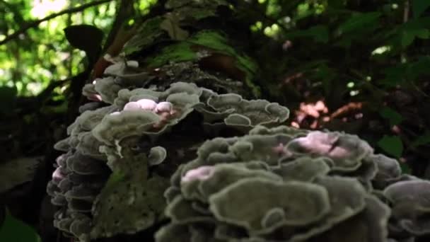 Mushroom Colony Growing Tree Bark — Stock video