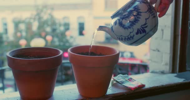 Hand Waters Plants Balcony — Stockvideo