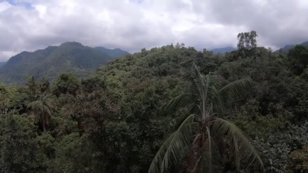 Schwenkbare Luftaufnahme Eines Tropischen Regenwaldes Mit Bergen Hintergrund — Stockvideo