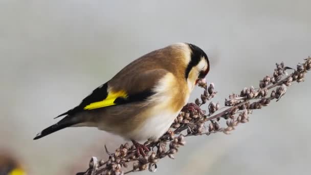 Perched Goldfinch Comendo Sementes Plantas Com Fundo Bokeh Voando Para — Vídeo de Stock