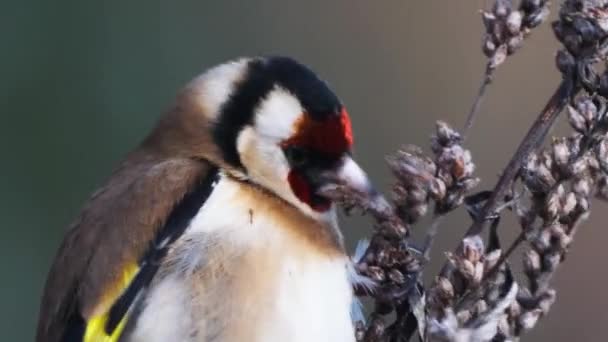 Nahaufnahme Von Stieglitz Der Pflanzensamen Mit Bokeh Hintergrund Isst — Stockvideo