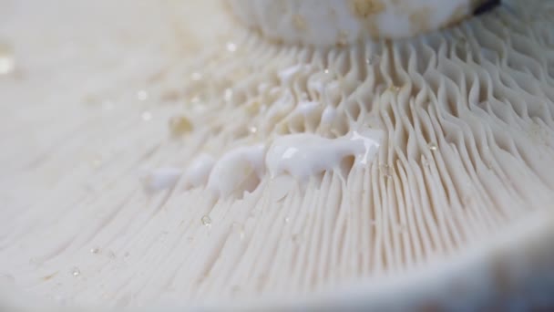 Abstract Background Macro Image Mushroom Close — Stok video
