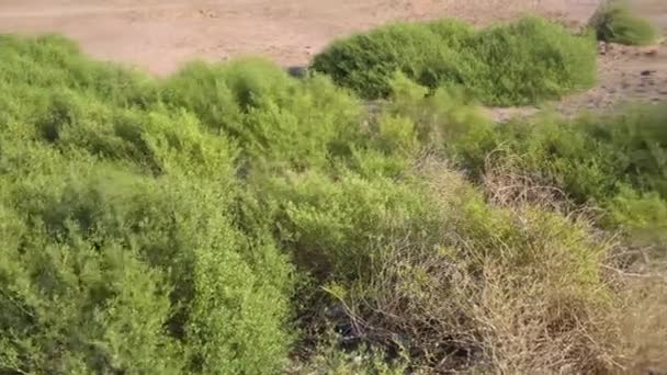 Bushes Egyptian Desert — Stock video