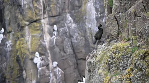 European Shag Gulosus Aristotelis Standing Side Cliff Surrounded Other Nesting — Stock Video
