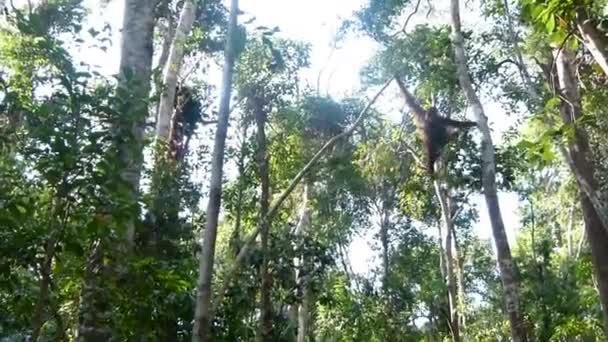 Orangutan Ağaçtan Sarkıyor Borneo Ormanı Ndaki Yemek Masasına Doğru Tırmanıyor — Stok video