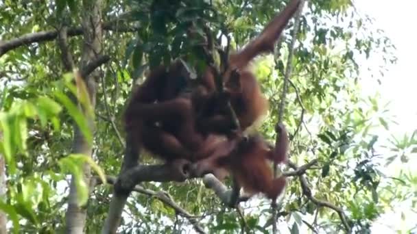 Borneo Daki Ağaçların Tepesinde Orangutan Ailesi Görüldü Uzaklaştır — Stok video