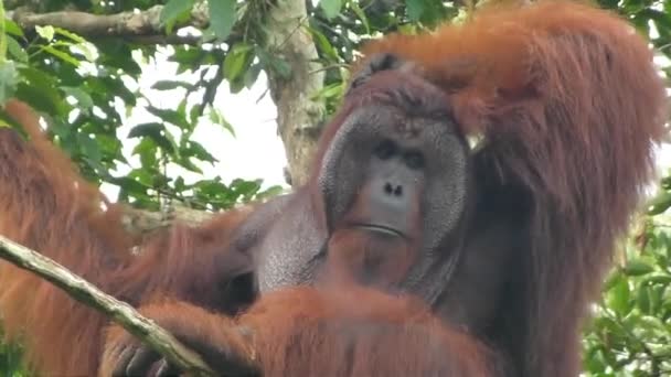 Orang Outan Mâle Dans Jungle Bornéo — Video