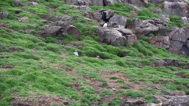 Couple Atlantic Puffins Fratercula Arctica Coming Out Burrow Getting Ready — Stock Video