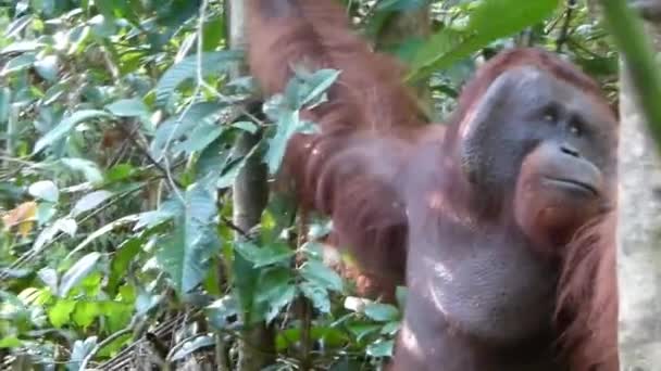 Wild Orangutan Walking Passado Turistas Bornéu Fazer Seu Caminho Para — Vídeo de Stock
