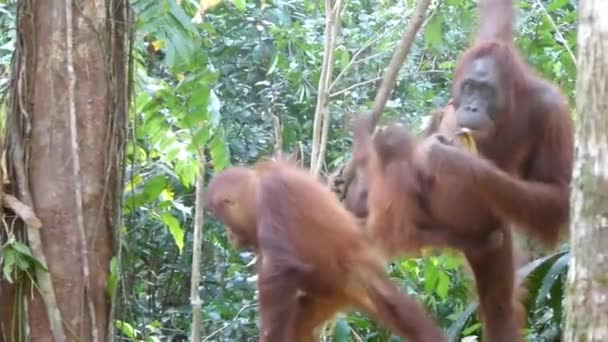 Familia Orangutanes Colgando Árbol Alcanzando Plátanos Para Comer Bosque Borneo — Vídeo de stock