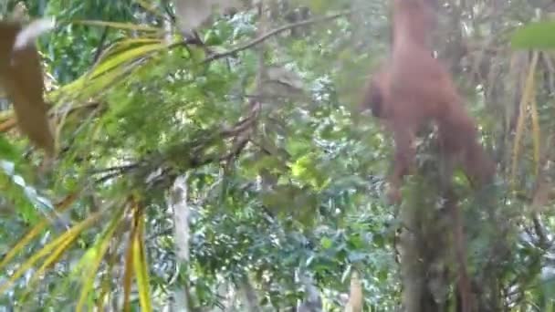 ボルネオジャングルの若いオランウータンは — ストック動画