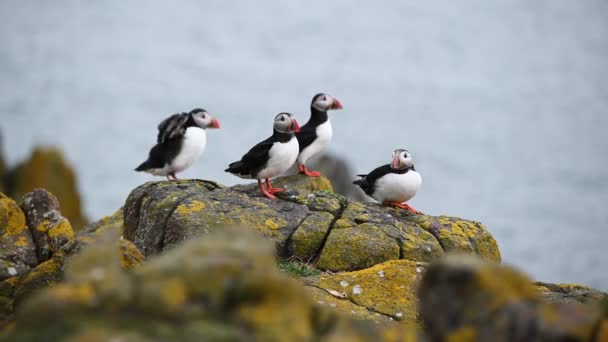 Mała Grupa Puffinów Atlantyckich Fratercula Arctica Siedząca Skałach Stronie Oceanu — Wideo stockowe