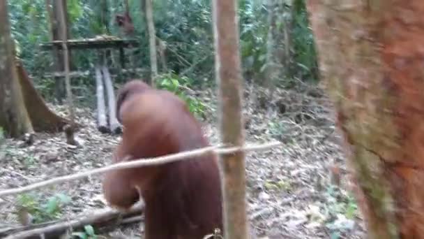 Wild Orangutan Walking Tourists Borneo Make Its Way Table Full — Stock Video
