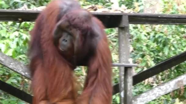 Grand Orang Outan Descendant Les Escaliers Sur Sol Forestier Bornéo — Video