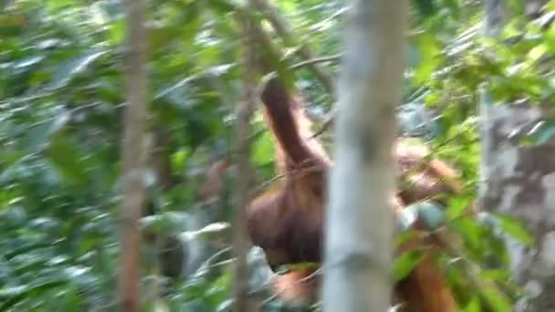 Borneo Daki Ağaçların Arasında Sallanan Genç Orangutan Zleme Görüntüsü — Stok video