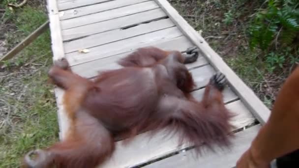 Orangutan Brincalhão Que Coloca Através Passeio Madeira Floresta Tropical Bornéu — Vídeo de Stock