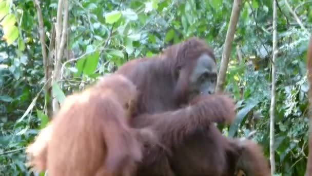Rodzina Orangutanów Żywi Się Bananami Jedzenia Lesie Borneo — Wideo stockowe