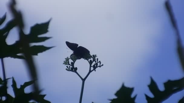 Mariposa Encaramada Sobre Una Flor Bosque Salvaje Fondo Azul Cielo — Vídeos de Stock