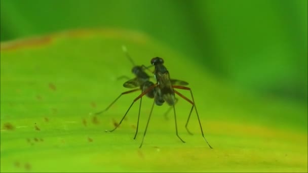 Fruktflugor Parning Bladen Insekter Parning Process Djur Reproduktion Video — Stockvideo