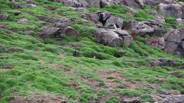 Couple Atlantic Puffins Walking Burrow Island Tripod Shot — Stock Video
