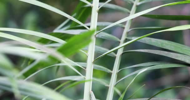 Närbild Grön Palm Blad Panorering Upp Stem — Stockvideo