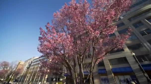 Wide Smooth High Frame Rate Slow Motion Shot Cherry Blossom — Stock Video