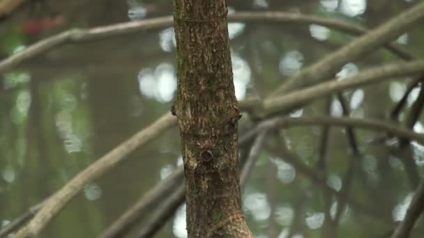 Close Mangrove Tree Roots — ストック動画