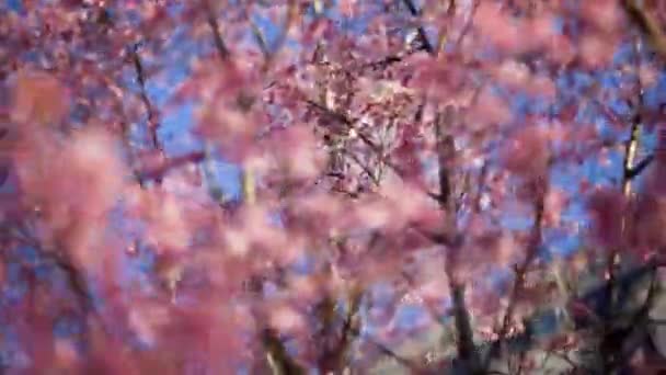 Smidig Hög Bildhastighet Slow Motion Skott Körsbär Blomma Sakura Träd — Stockvideo