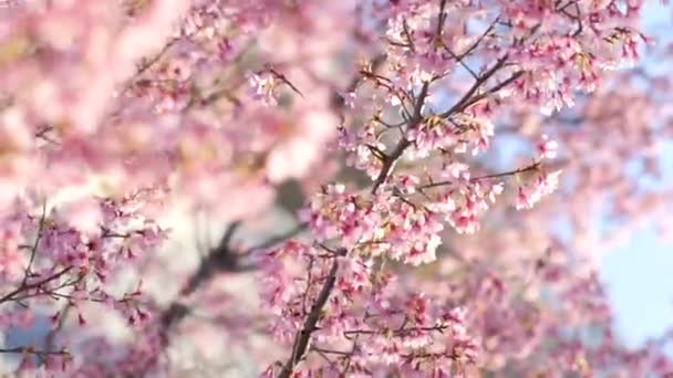 Medium Shot Sima Nagy Képkocka Sebesség Lassított Felvétel Cseresznyevirág Sakura — Stock videók