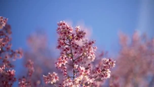 Gladde Hoge Frame Rate Slow Motion Shot Van Kersenbloesem Sakura — Stockvideo