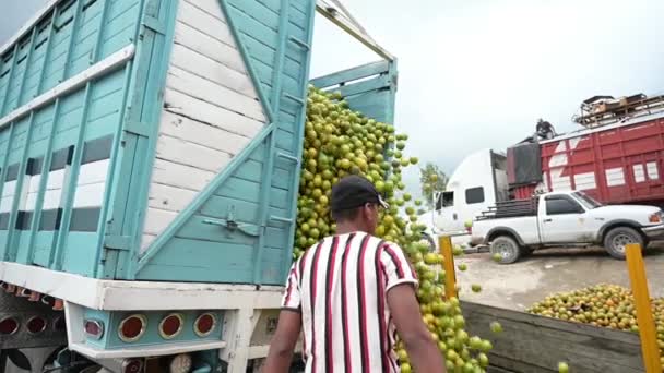 Egy Farmer Nyitott Egy Teherautó Bőség Narancs Érkezik Bálázó — Stock videók