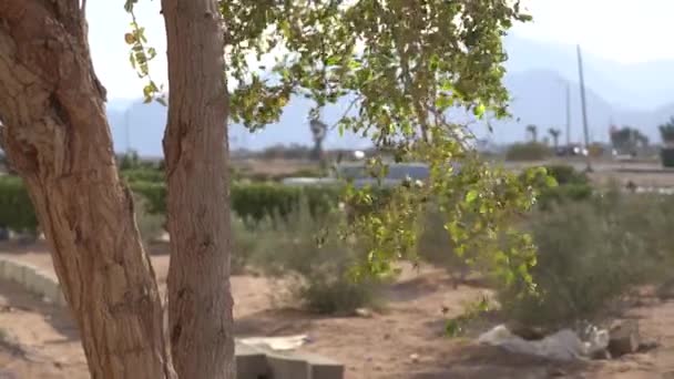 Árbol Mediterráneo Día Soleado — Vídeos de Stock
