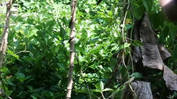 Male Hands Cut Cassava Tree Trunk Machete Slow Motion Close — Wideo stockowe