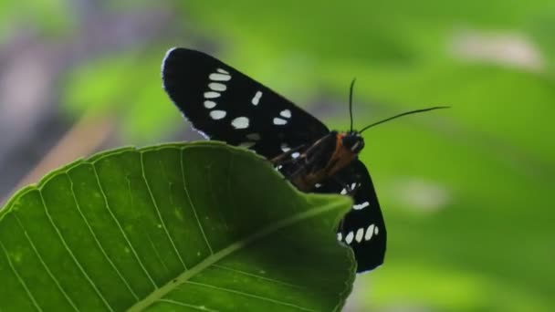 Schmetterling Hockt Auf Einem Blatt Gebüsch Insekt Video — Stockvideo