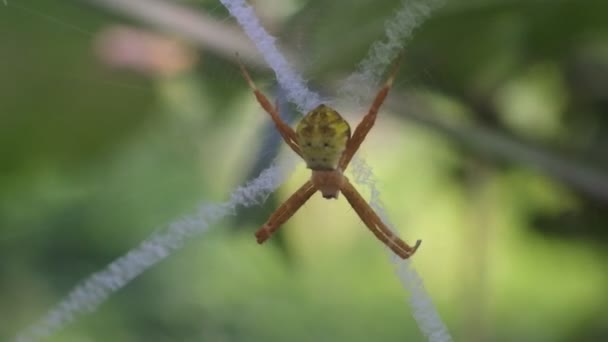 Orange Spider Videos Spider Webs — Stock video