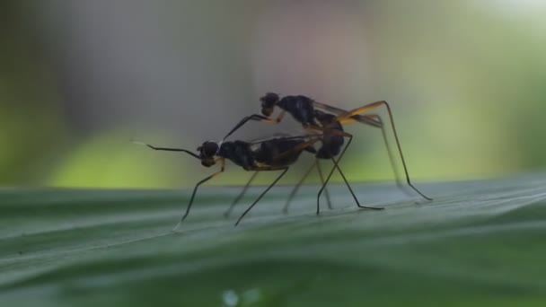 昆虫の交尾過程動物の繁殖ビデオ — ストック動画