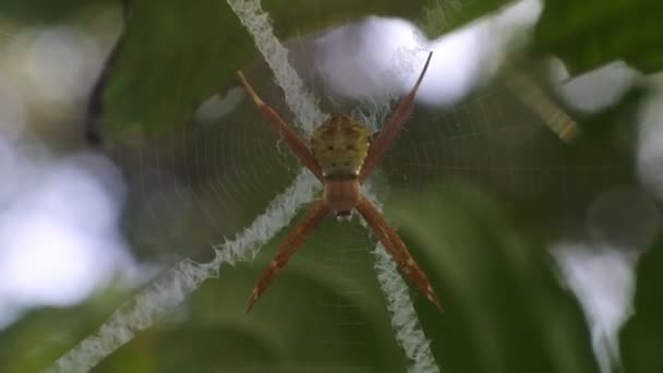 オレンジスパイダーHdビデオ 葉の映像に虫がいる クモの巣 — ストック動画