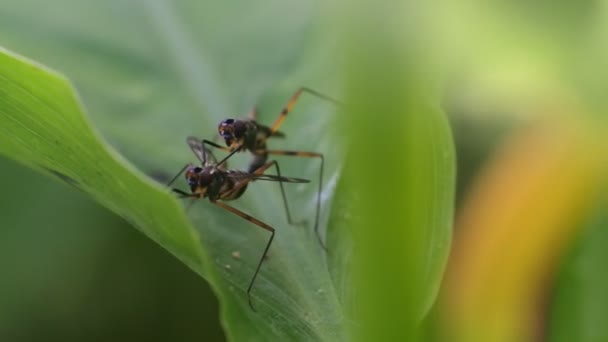 Moscerini Della Frutta Accoppiano Sulle Foglie Video Riproduzione Animale — Video Stock