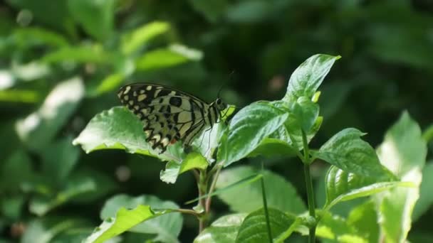 Insect Video Butterfly Pattern Butterfly Perched Leaves Bushes — Stock video