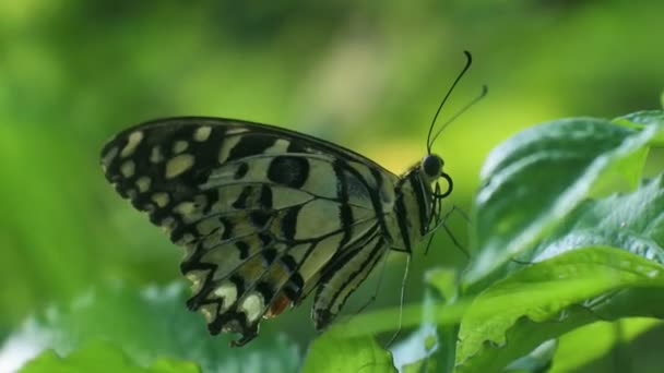 Motyl Siedzący Liściach Krzakach Owady Filmy Wzór Motyla — Wideo stockowe
