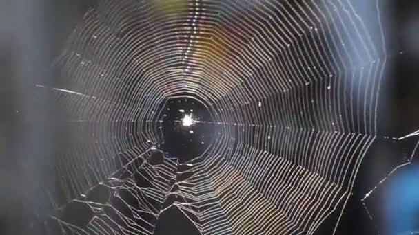Βίντεο Από Αράχνη Έντομο Αφήνει Πλάνα Ιστοί Αράχνης — Αρχείο Βίντεο