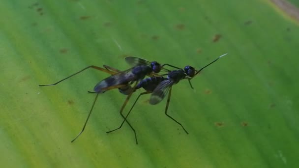 ショウジョウバエは葉の上で交尾し昆虫の交尾の過程で — ストック動画