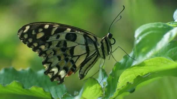 Schmetterling Hockt Auf Einem Blatt Gebüsch Insekt Video — Stockvideo