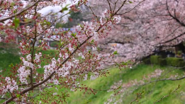 Kirschblüten Kleinen Trauben Auf Einem Kirschbaumzweig — Stockvideo