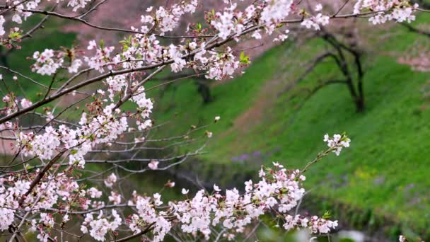 Fiori Ciliegio Piccoli Grappoli Ramo Ciliegio — Video Stock