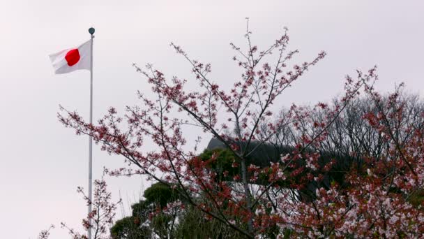Japanische Flagge Und Kirschblüten Kleinen Trauben Auf Einem Kirschbaumzweig — Stockvideo