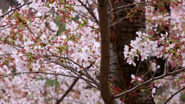 Körsbärsblommor Små Klasar Körsbärsgren — Stockvideo