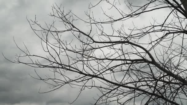 没有叶子的树枝在风中缓缓飘扬 背后是乌云和乌云 — 图库视频影像
