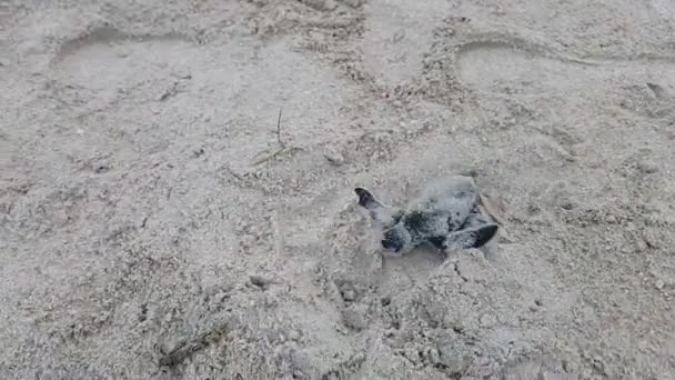 Детеныш Морской Черепахи Прогулка Пляжу — стоковое видео