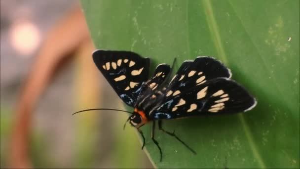 Vlinder Met Mooi Motief Insecta Video Zwarte Vlinder Een Blad — Stockvideo